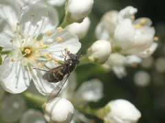 Dasysyrphus laticaudus