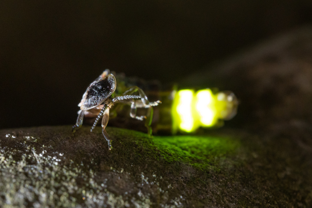 European Glow-worm
