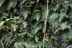 Asplenium anogrammoides
