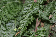 Asplenium anogrammoides
