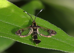 Carmenta ithacae
