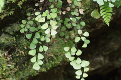 Adiantum monochlamys