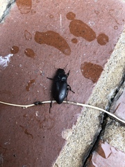 Anisodactylus verticalis