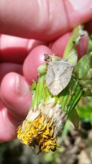 Euschistus servus euschistoides