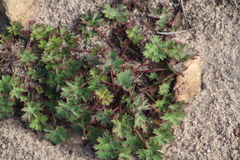 Pelargonium patulum patulum