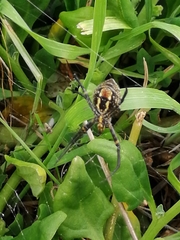Argiope trifasciata