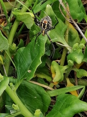Argiope trifasciata