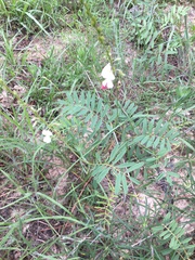 Tephrosia onobrychoides