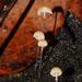Marasmius alveolaris - Photo (c) Reiner Richter, some rights reserved (CC BY-NC-SA), uploaded by Reiner Richter