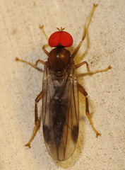 Syneches thoracicus