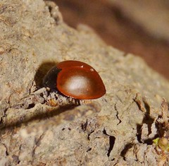 Aegithus clavicornis