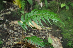 Polystichum lepidocaulon