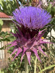 Cynara syriaca
