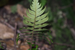 Polystichum lepidocaulon