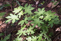 Parasenecio delphiniphyllus