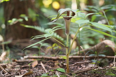 Arisaema serratum