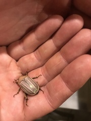 Pelidnota virescens