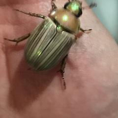 Pelidnota virescens