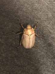 Pelidnota virescens
