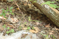 Cyperus thyrsiflorus