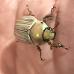 Pelidnota virescens