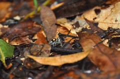 Hoplomutilla spinosa