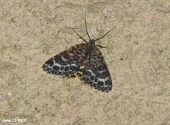 Arichanna melanaria
