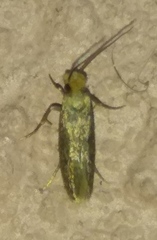 Micropterix