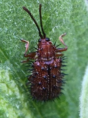 Dicladispa testacea