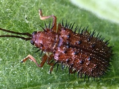 Dicladispa testacea