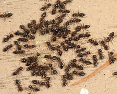 Crematogaster cerasi