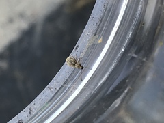 Calomycterus setarius