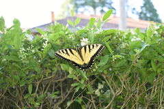 Papilio glaucus