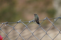 Colibri serrirostris