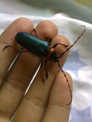 Stenaspis verticalis insignis