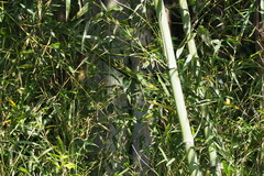 Phyllostachys bambusoides