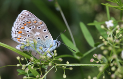 Polyommatus bellargus