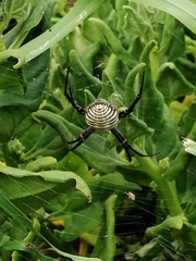 Argiope trifasciata