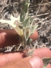 Calystegia malacophylla pedicellata