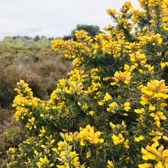 Ulex europaeus