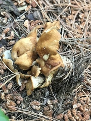 Helvella acetabulum