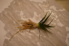 Eriocaulon aquaticum