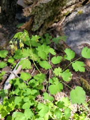 Thalictrum fendleri fendleri