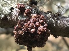 Asphondylia ceanothi