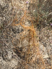 Cuscuta occidentalis