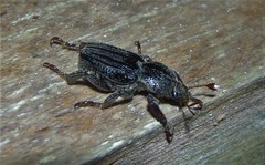 Faula centralis