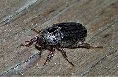 Faula centralis