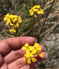 Erysimum teretifolium