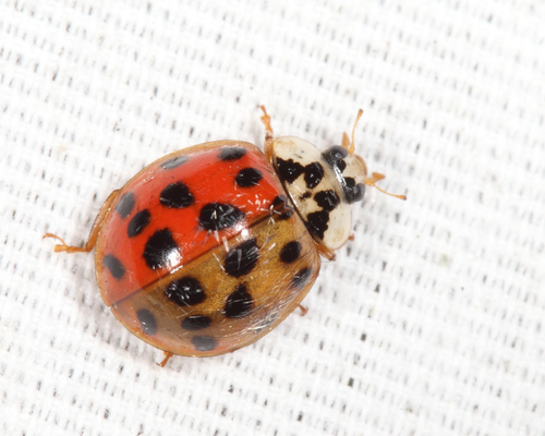 Asian Lady Beetle photographed in Massachusetts