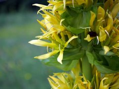 Gentiana lutea lutea